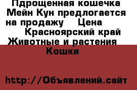 Пдрощенная кошечка Мейн-Кун предлогается на продажу! › Цена ­ 15 000 - Красноярский край Животные и растения » Кошки   